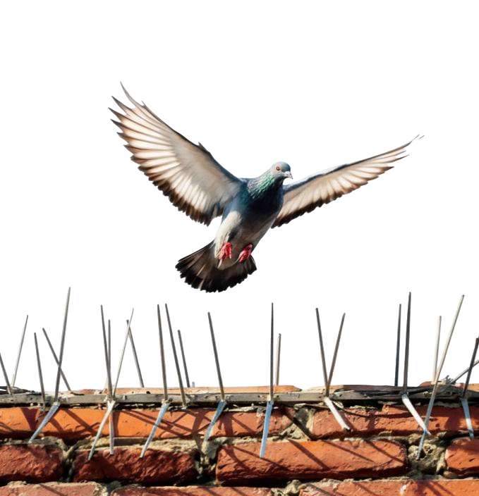 Al Safya Technical Expert